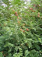 Glycyrrhiza Glabra (fam Fabacees) (rg mediterraneennes) (2) (Photo F. Mrugala)